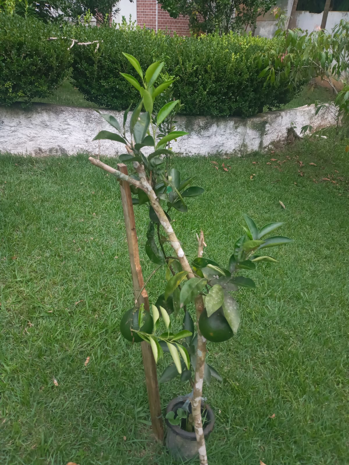 Linda chácara com 4 dormitórios - Chácaras Casemiro em Suzano/SP 