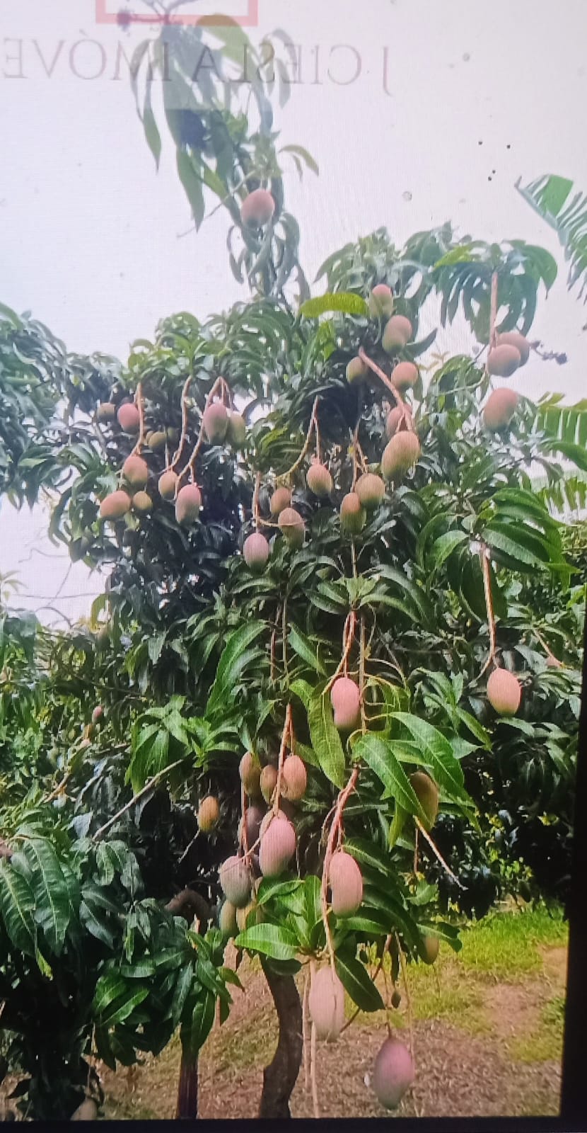 Casa Térrea com 3 suítes a venda no Condomínio Jardim do Ribeirão II