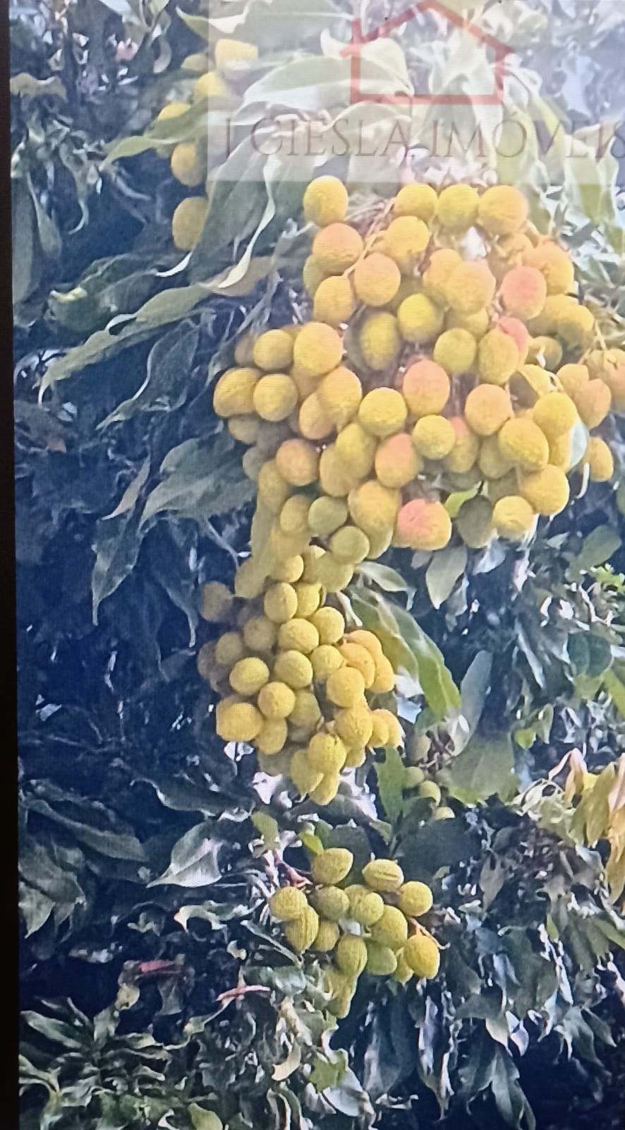 Casa Térrea com 3 suítes a venda no Condomínio Jardim do Ribeirão II