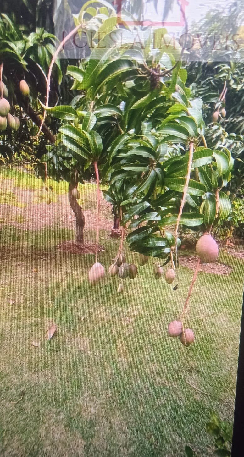 Casa Térrea com 3 suítes a venda no Condomínio Jardim do Ribeirão II
