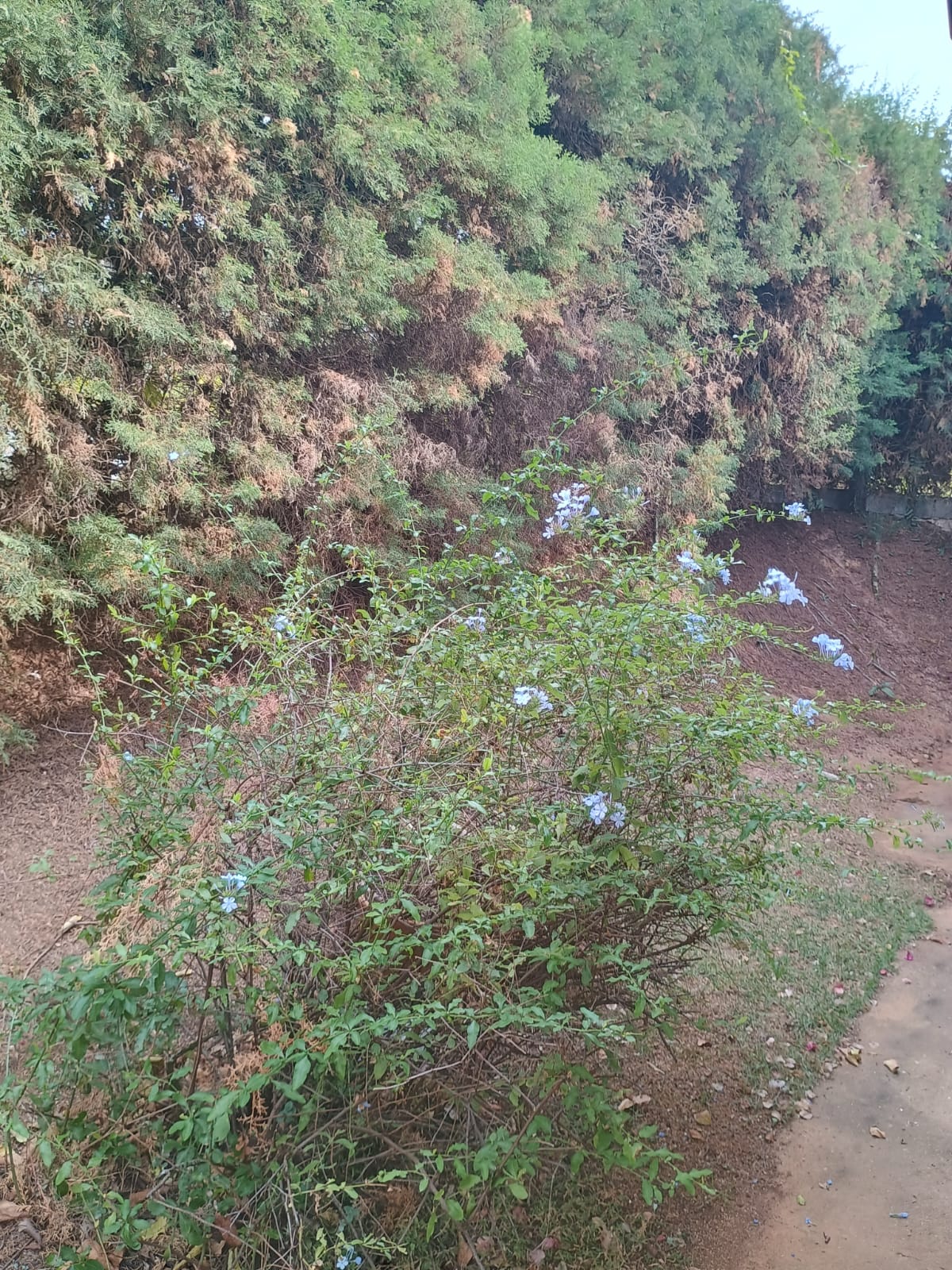 Casa Térrea 3 dormitórios e  Piscina a Venda em Condomínio de Itupeva