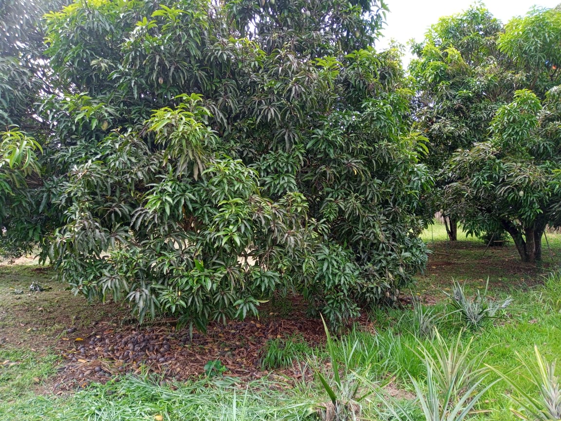 Chácara Paraitinga