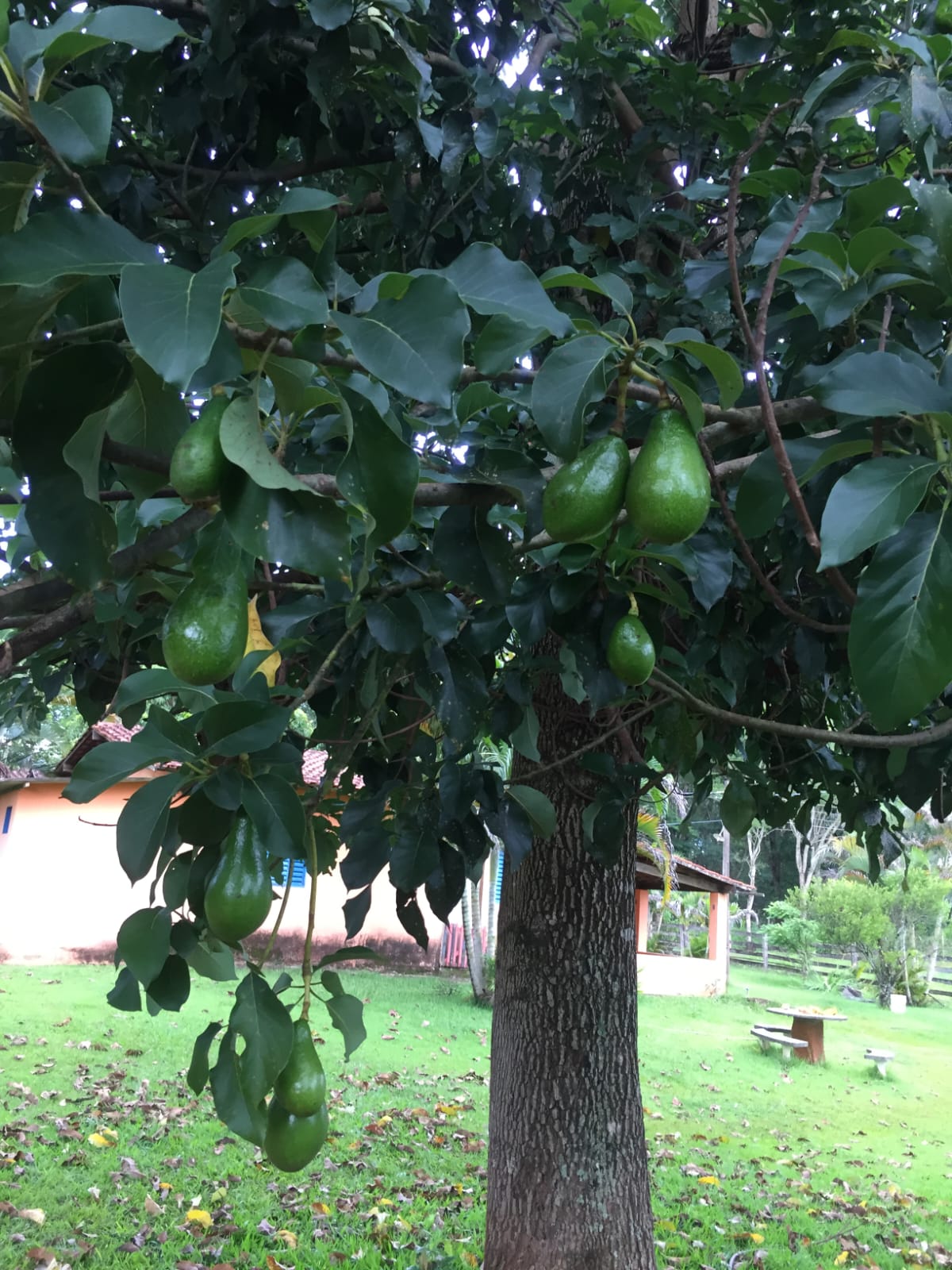 VENDE: SÍTIO DE 2ha EM ITAMOGI-MG