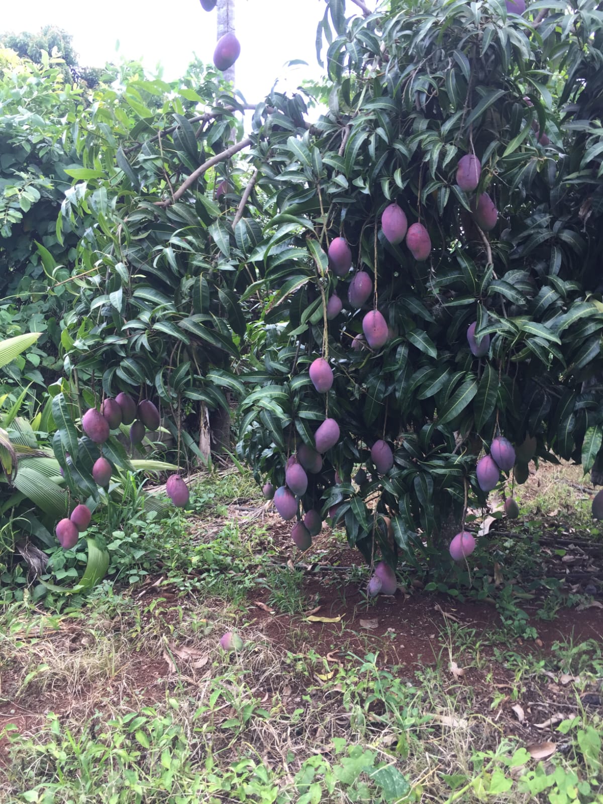 VENDE: SÍTIO DE 2ha EM ITAMOGI-MG