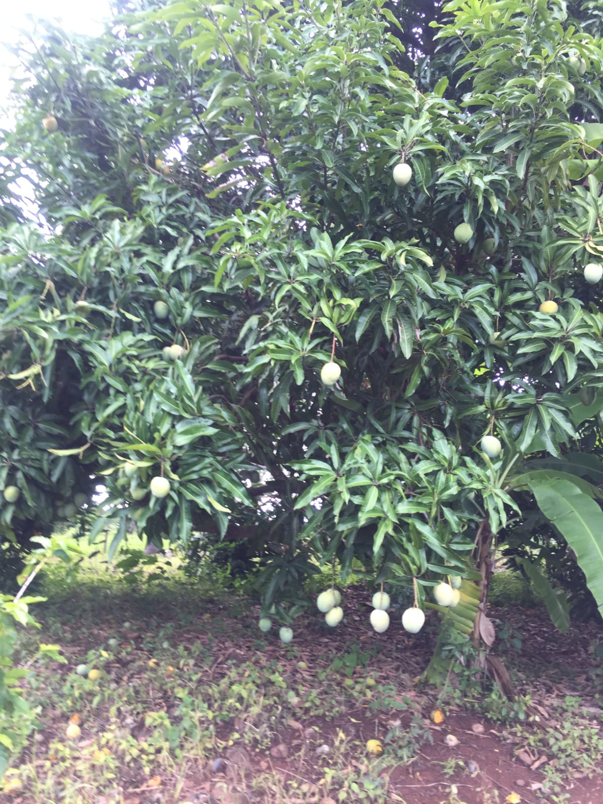 VENDE: SÍTIO DE 2ha EM ITAMOGI-MG