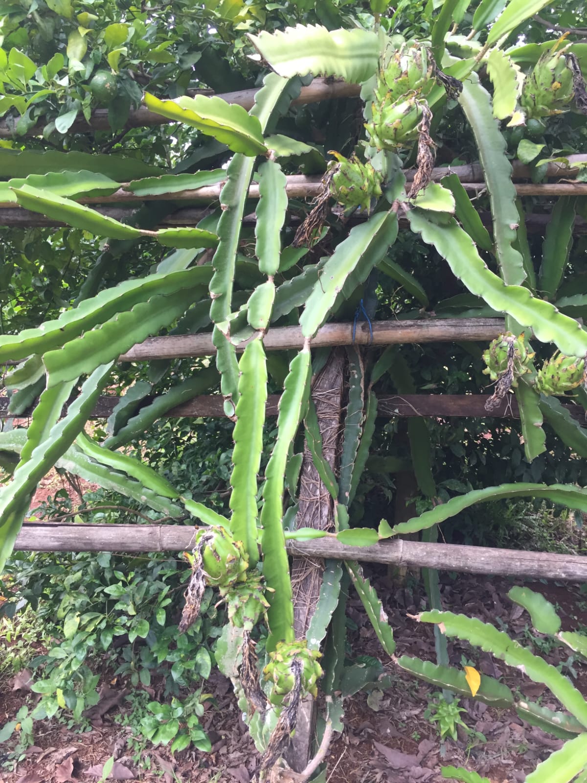 VENDE: SÍTIO DE 2ha EM ITAMOGI-MG