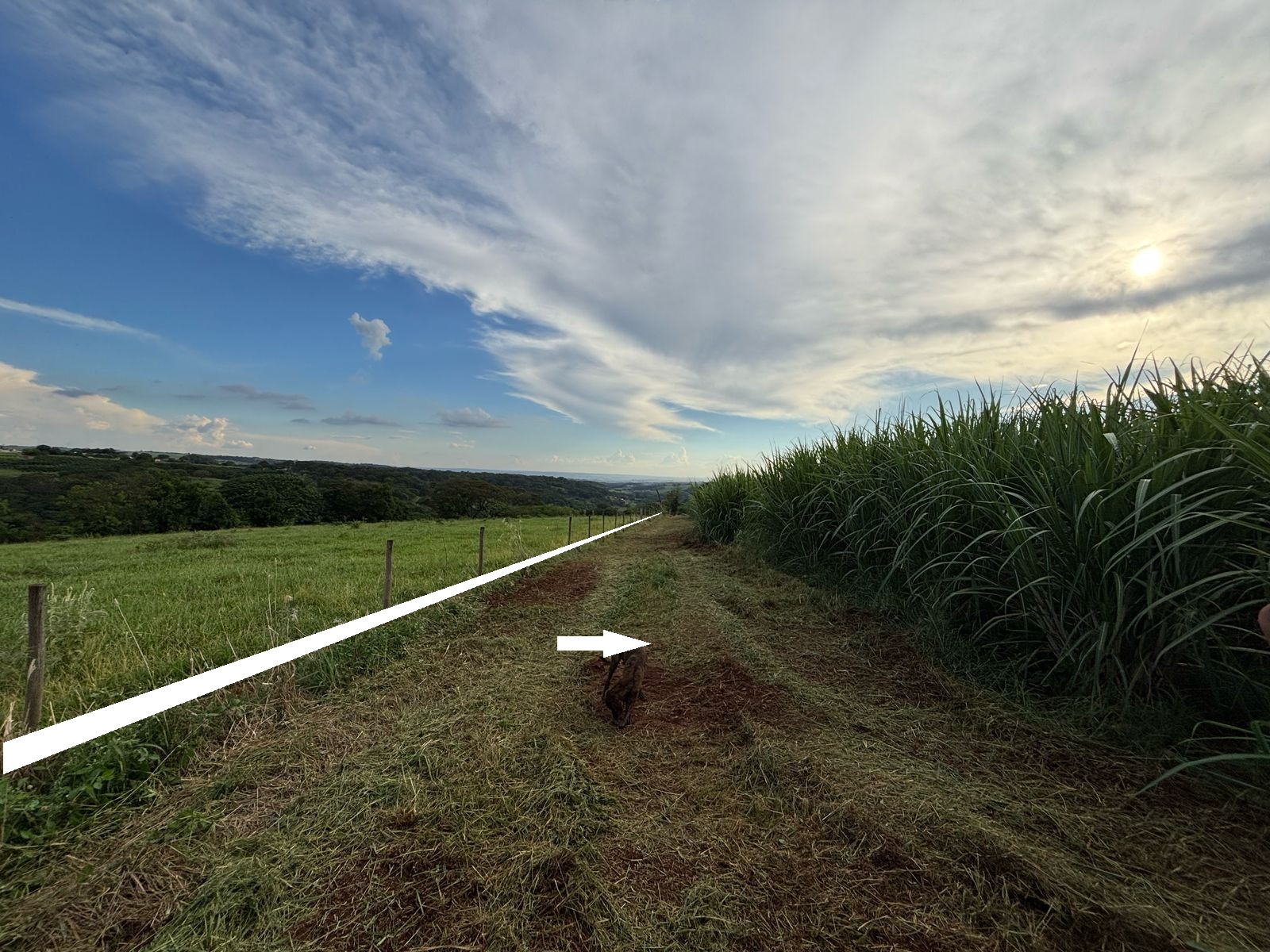 VENDE.: CHÁCARA COM 01 ALQUEIRE - ZONA RURAL - BRODOWSKI-SP