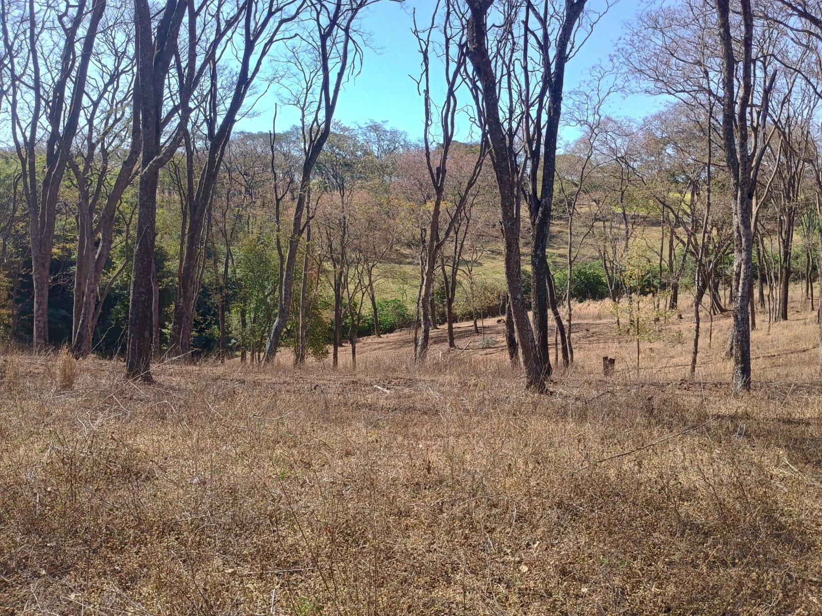 VENDE: SITIO DE 11 HECTARES  e 700  - 7 KM DO CENTRO DE BRODOWSKI-SP.