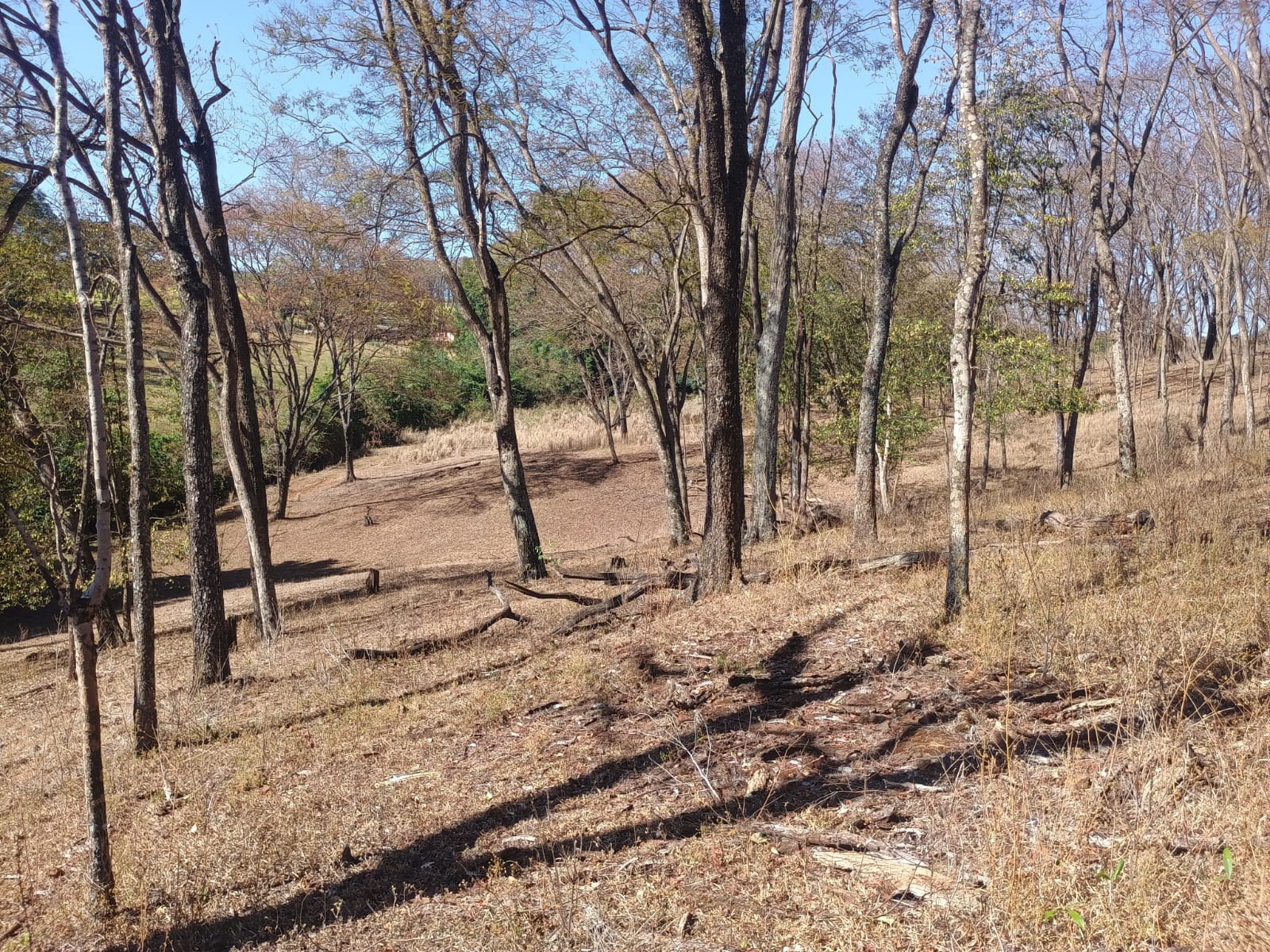 VENDE: SITIO DE 11 HECTARES  e 700  - 7 KM DO CENTRO DE BRODOWSKI-SP.