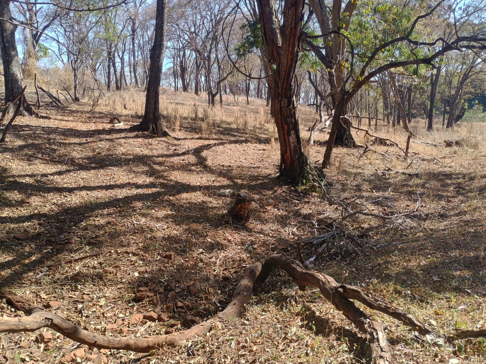 VENDE: SITIO DE 11 HECTARES  e 700  - 7 KM DO CENTRO DE BRODOWSKI-SP.