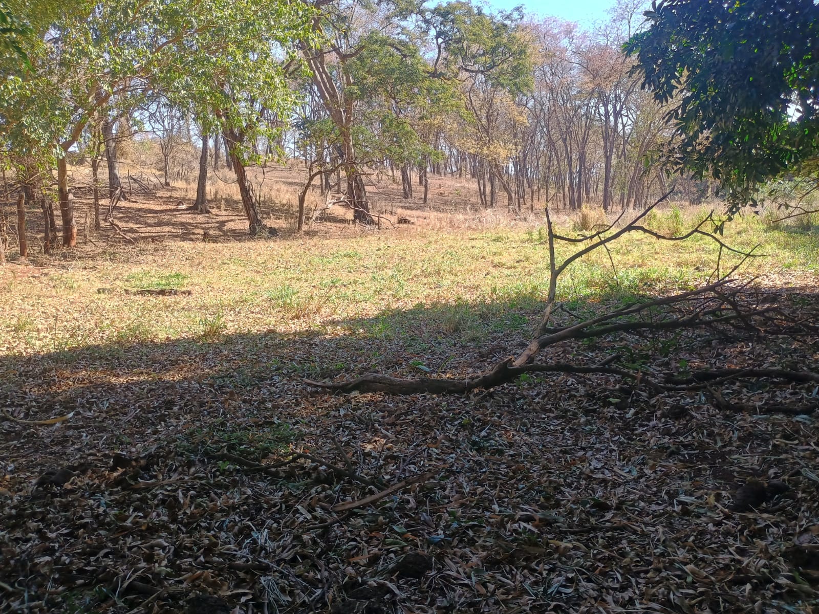VENDE: SITIO DE 11 HECTARES  e 700  - 7 KM DO CENTRO DE BRODOWSKI-SP.