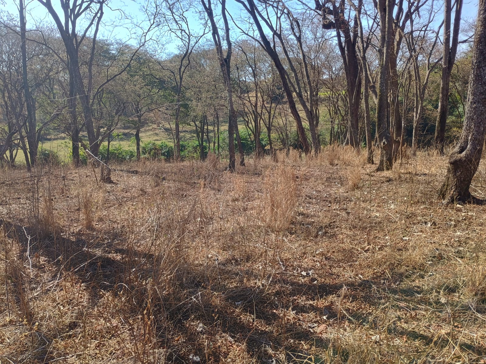 VENDE: SITIO DE 11 HECTARES  e 700  - 7 KM DO CENTRO DE BRODOWSKI-SP.