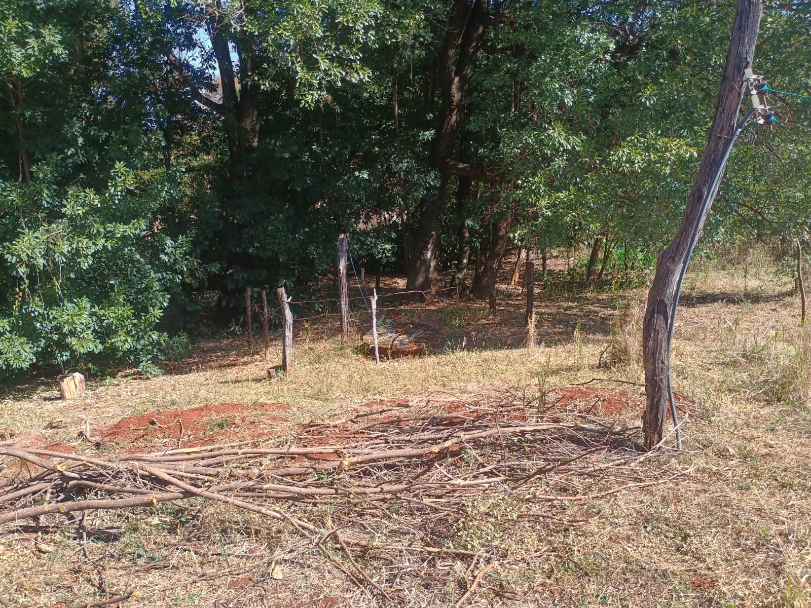 VENDE: SITIO DE 11 HECTARES  e 700  - 7 KM DO CENTRO DE BRODOWSKI-SP.