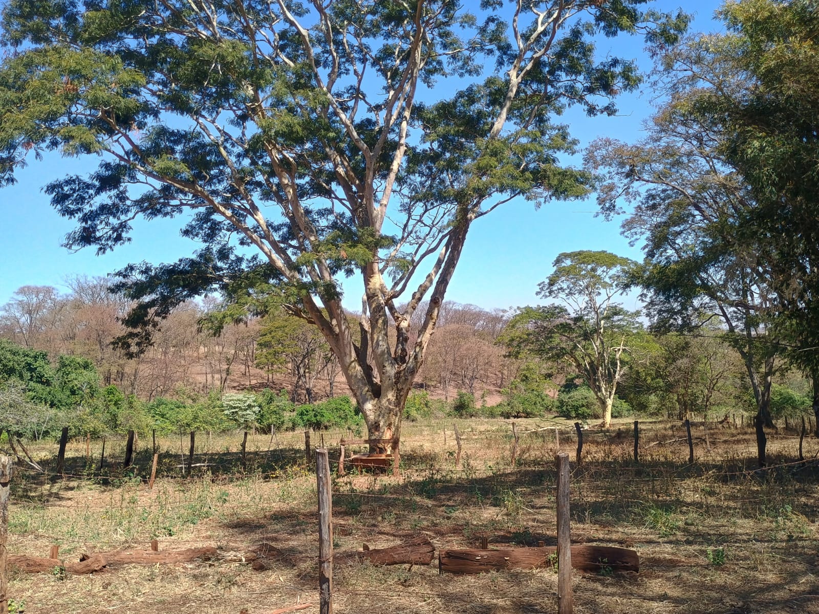 VENDE: SITIO DE 11 HECTARES  e 700  - 7 KM DO CENTRO DE BRODOWSKI-SP.
