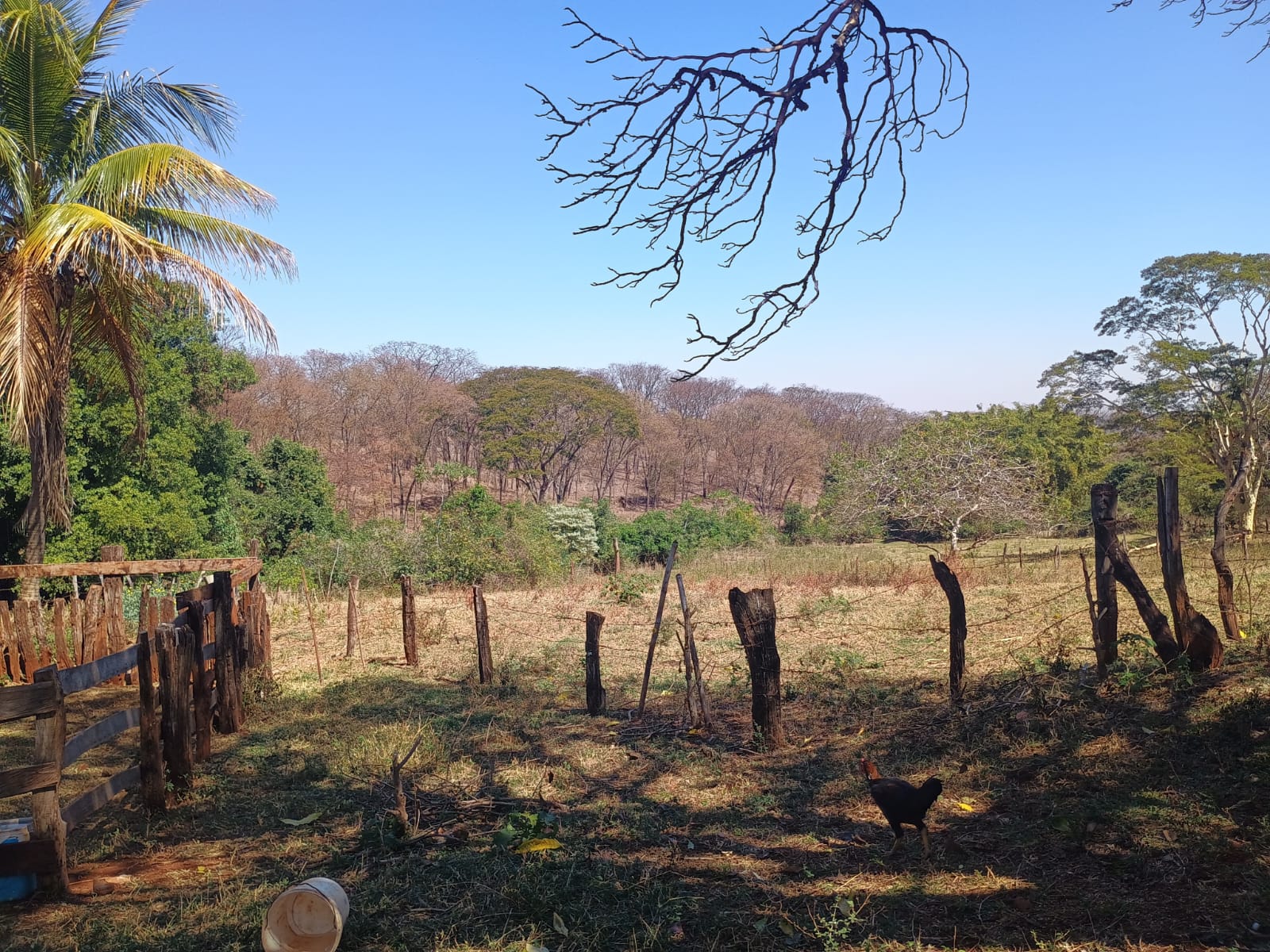 VENDE: SITIO DE 11 HECTARES  e 700  - 7 KM DO CENTRO DE BRODOWSKI-SP.