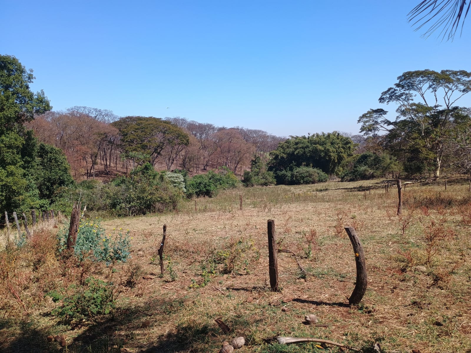 VENDE: SITIO DE 11 HECTARES  e 700  - 7 KM DO CENTRO DE BRODOWSKI-SP.