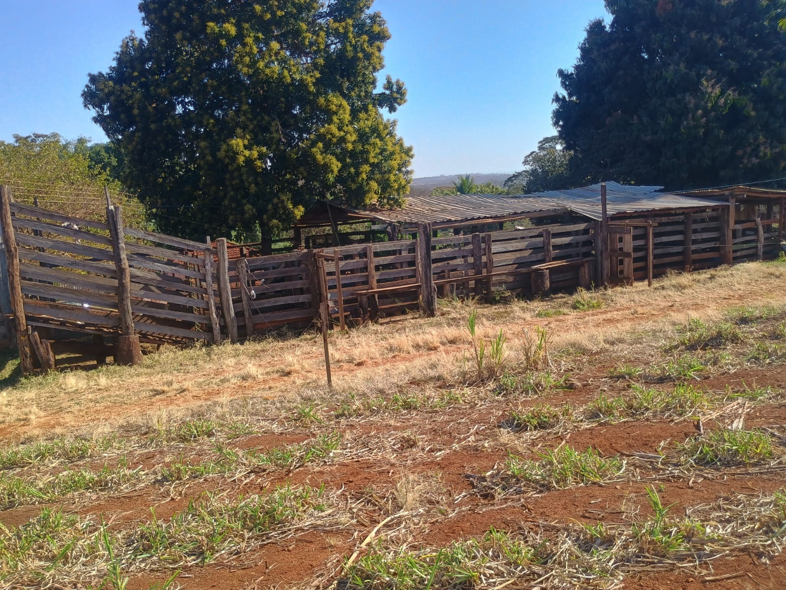 VENDE: SITIO DE 11 HECTARES  e 700  - 7 KM DO CENTRO DE BRODOWSKI-SP.