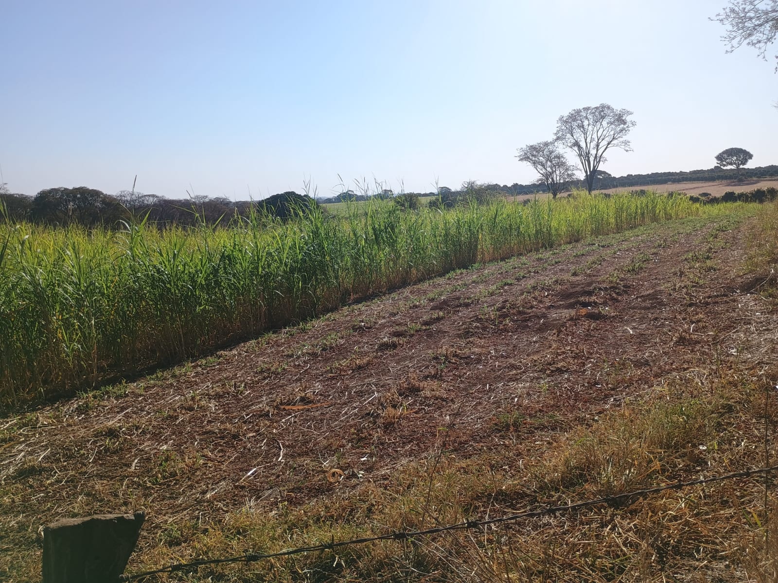 VENDE: SITIO DE 11 HECTARES  e 700  - 7 KM DO CENTRO DE BRODOWSKI-SP.
