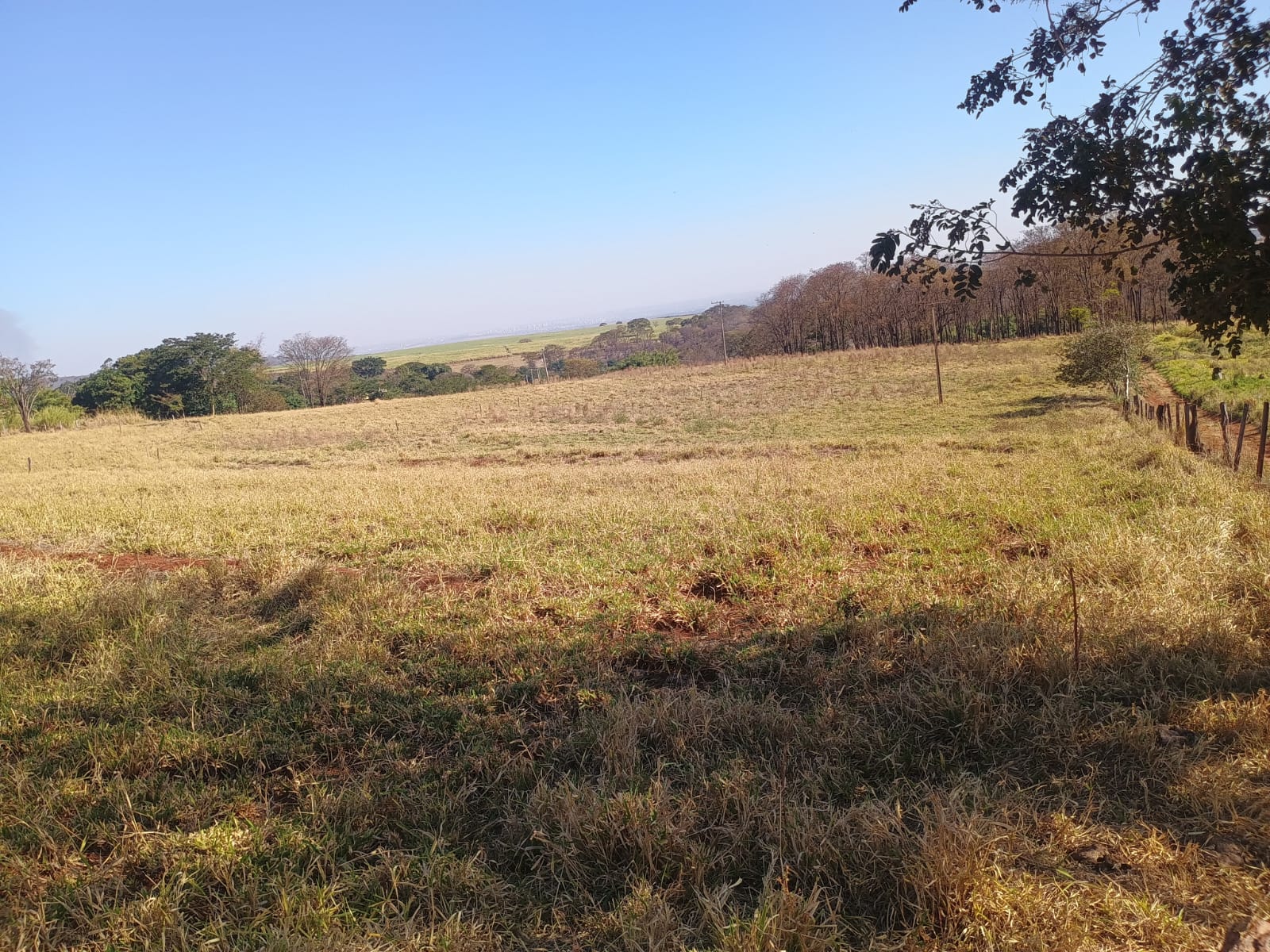 VENDE: SITIO DE 11 HECTARES  e 700  - 7 KM DO CENTRO DE BRODOWSKI-SP.