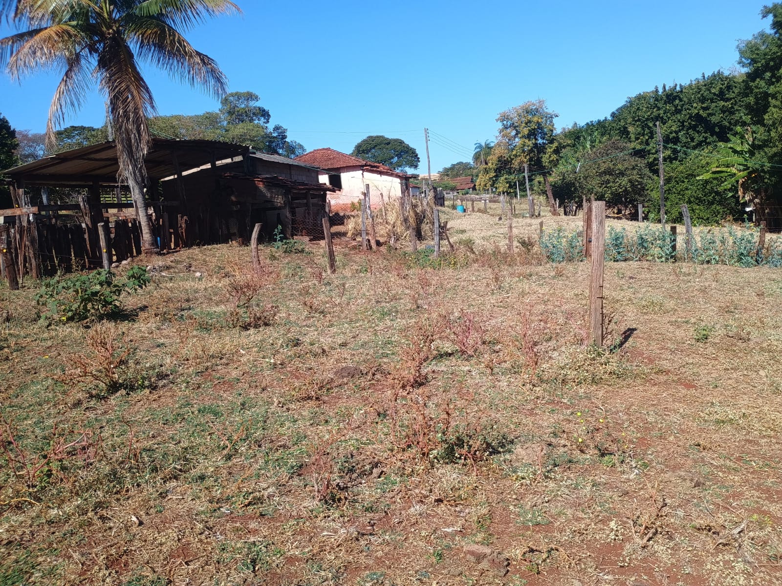 VENDE: SITIO DE 11 HECTARES  e 700  - 7 KM DO CENTRO DE BRODOWSKI-SP.