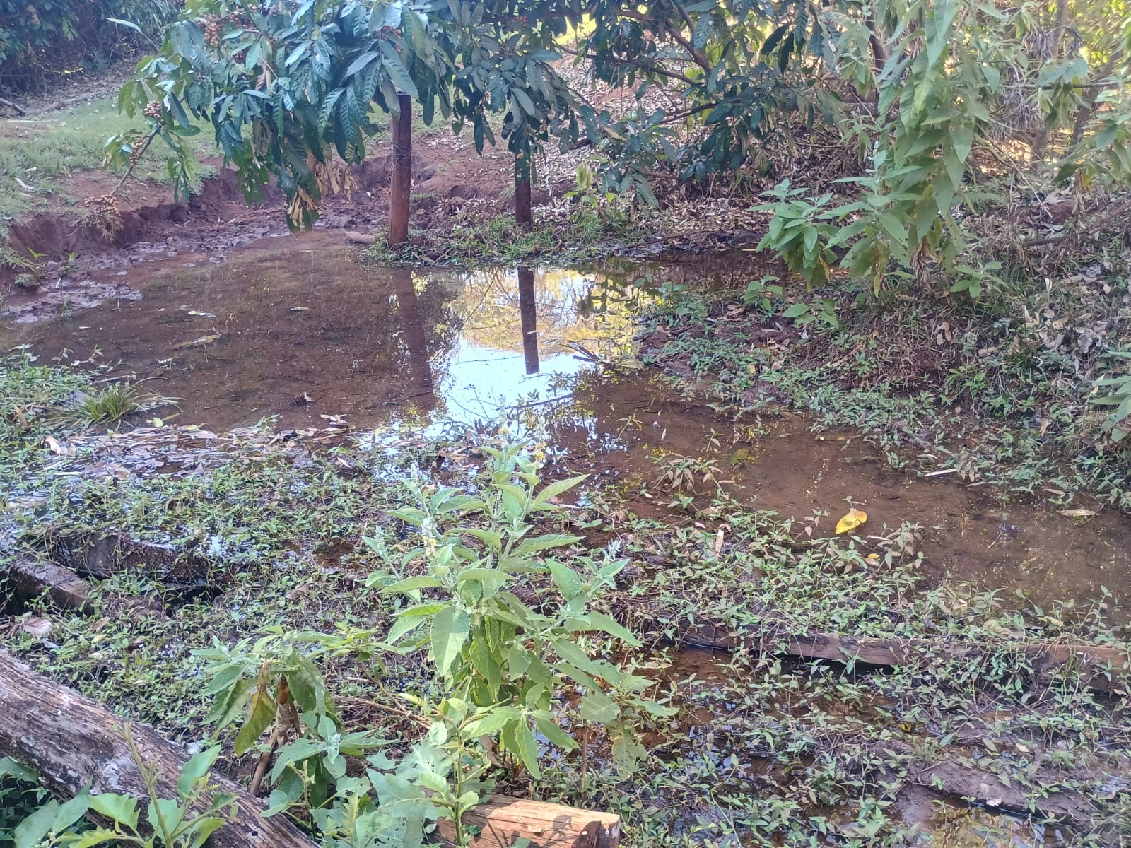 VENDE: SITIO DE 11 HECTARES  e 700  - 7 KM DO CENTRO DE BRODOWSKI-SP.