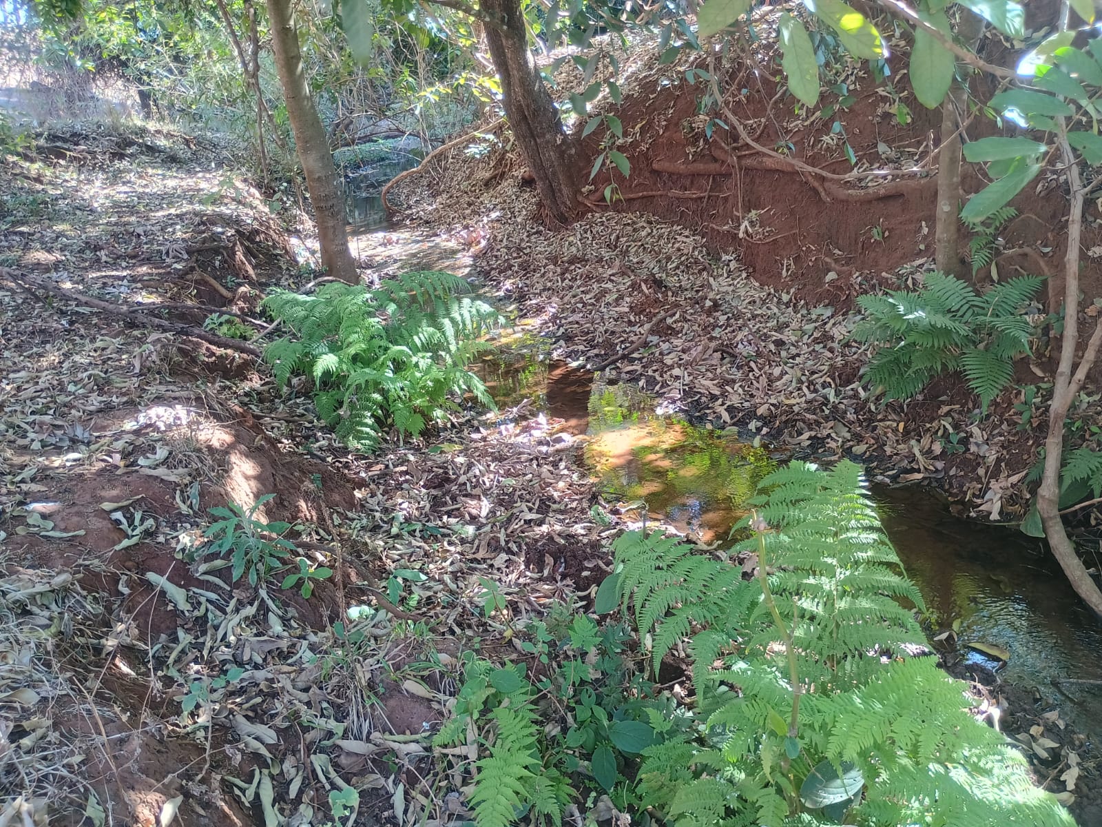 VENDE: SITIO DE 11 HECTARES  e 700  - 7 KM DO CENTRO DE BRODOWSKI-SP.