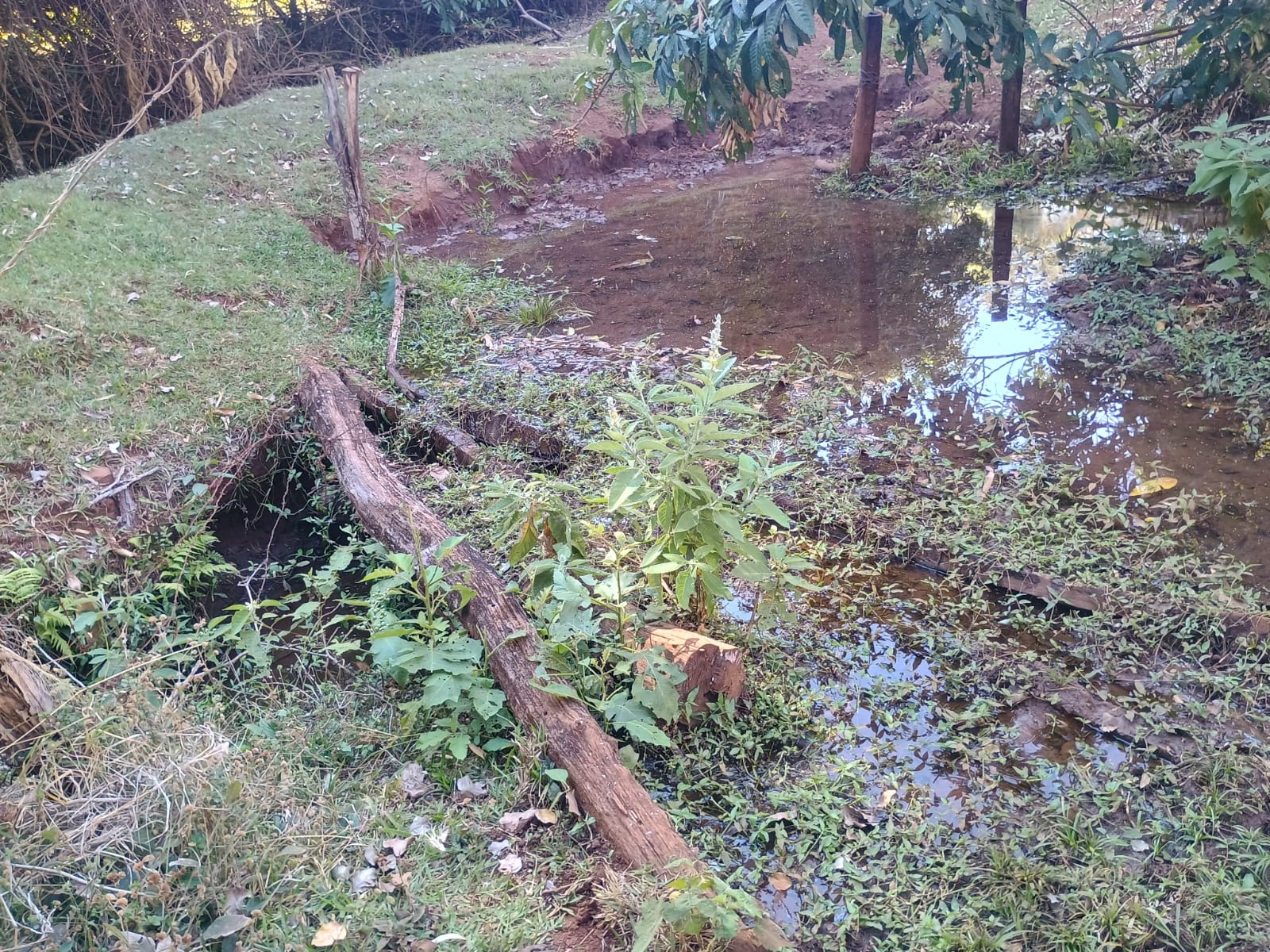 VENDE: SITIO DE 11 HECTARES  e 700  - 7 KM DO CENTRO DE BRODOWSKI-SP.