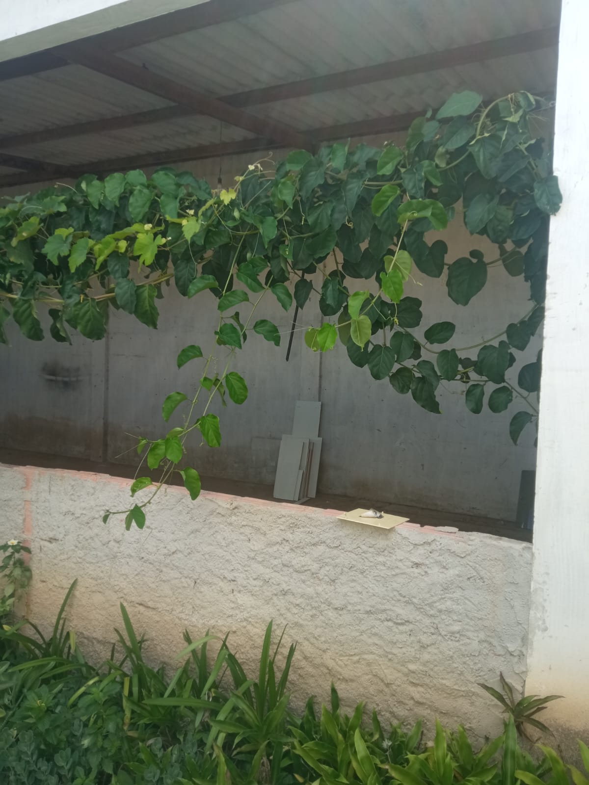 Aluga galpão no bairro Centauro