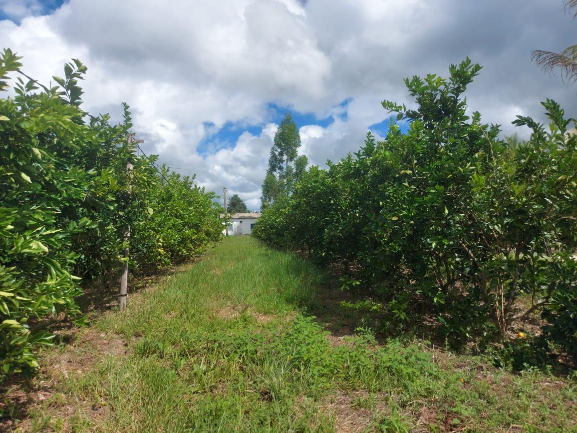 VENDE FAZENDA PRODUTIVA EM BELMONTE 