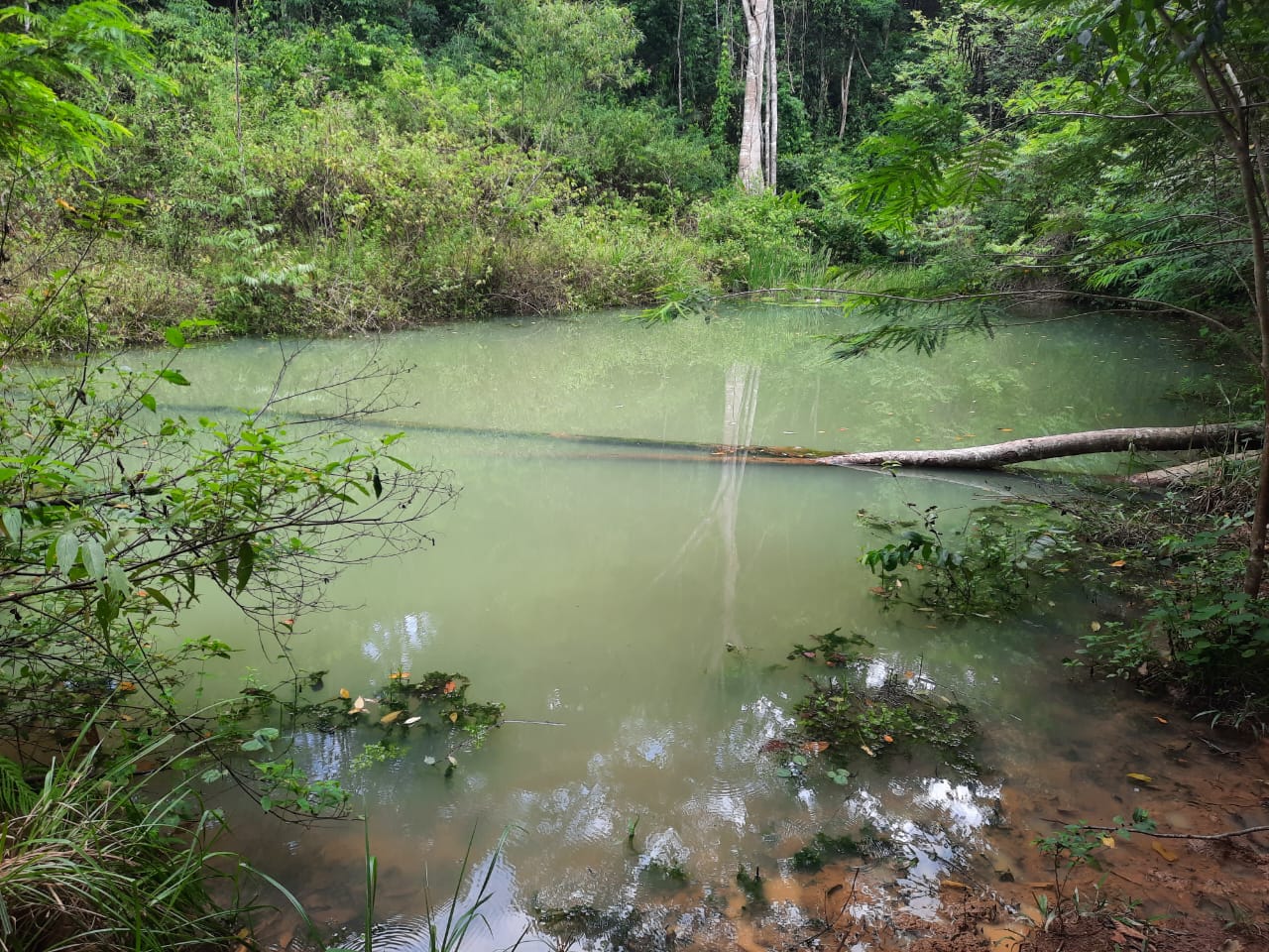 Propriedade de 43 hectares 