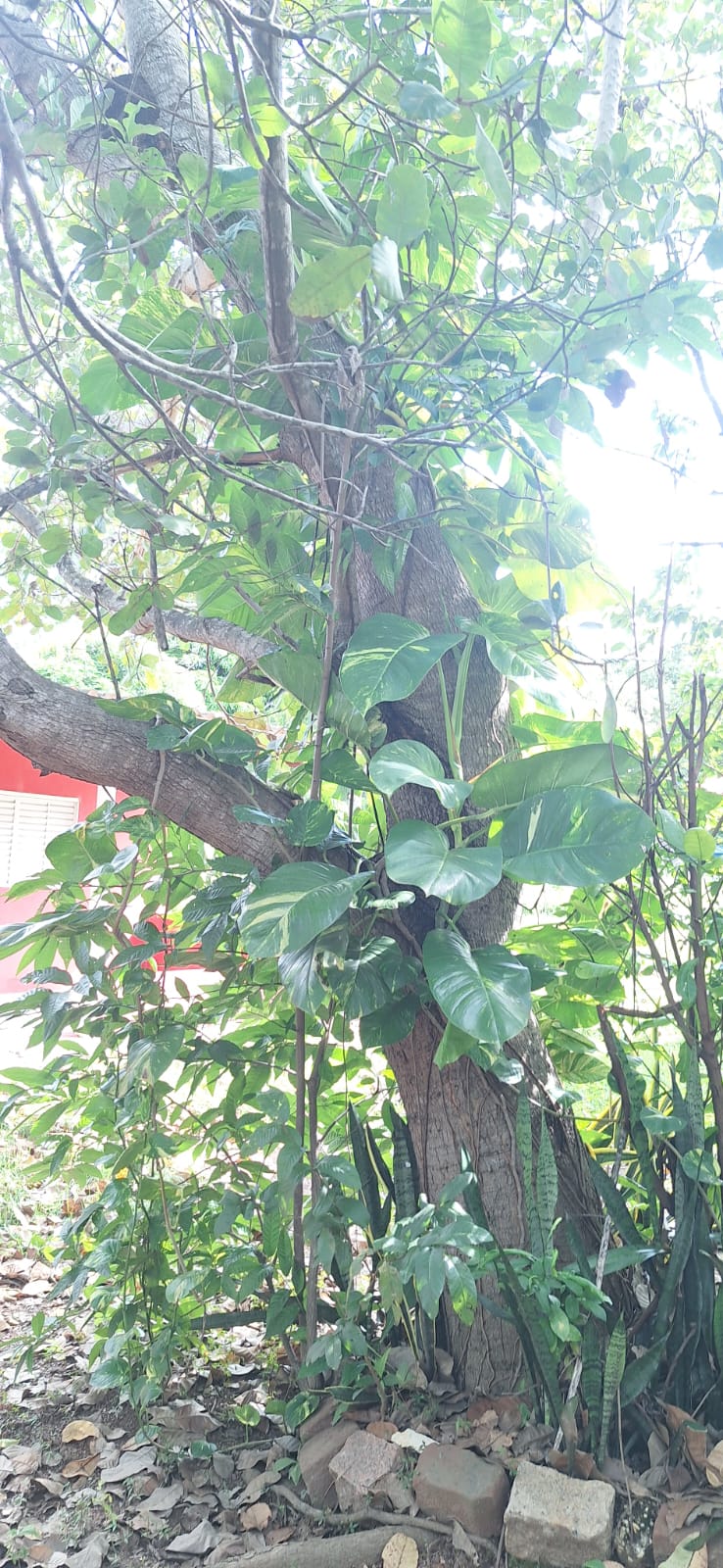 Linda Chácara em Condomínio no Área Rural de Cuiabá em Cuiabá MT