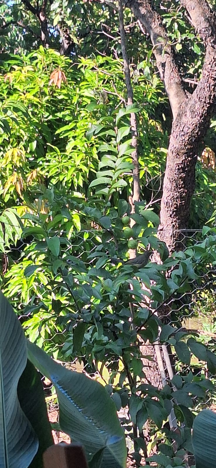 Aconchegante Chácara  à 28km  de Cuiabá -  MT