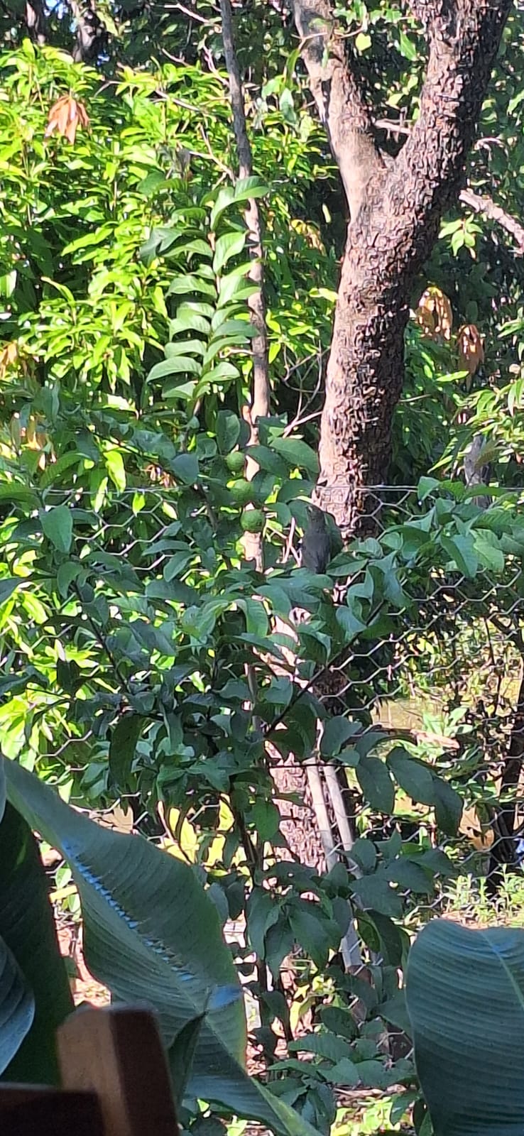Aconchegante Chácara  à 28km  de Cuiabá -  MT