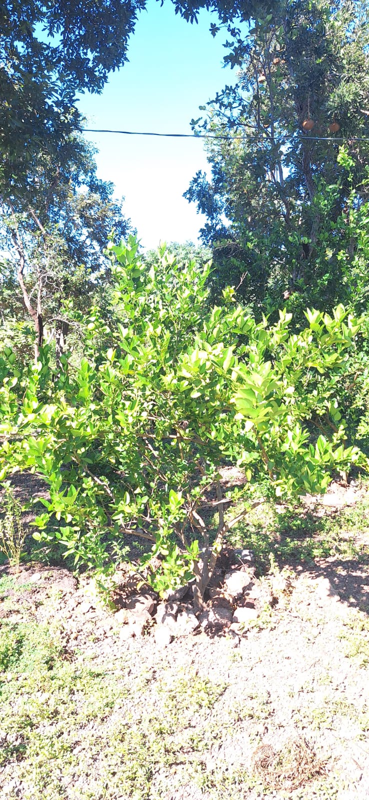 Aconchegante Chácara  à 28km  de Cuiabá -  MT