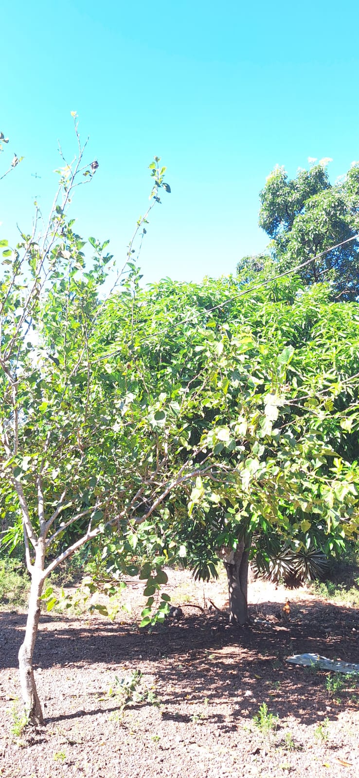 Aconchegante Chácara  à 28km  de Cuiabá -  MT