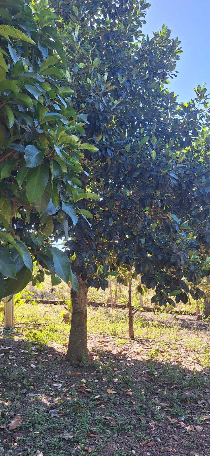 Aconchegante Chácara  à 28km  de Cuiabá -  MT