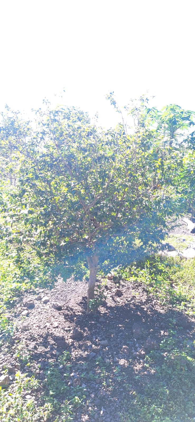 Aconchegante Chácara  à 28km  de Cuiabá -  MT