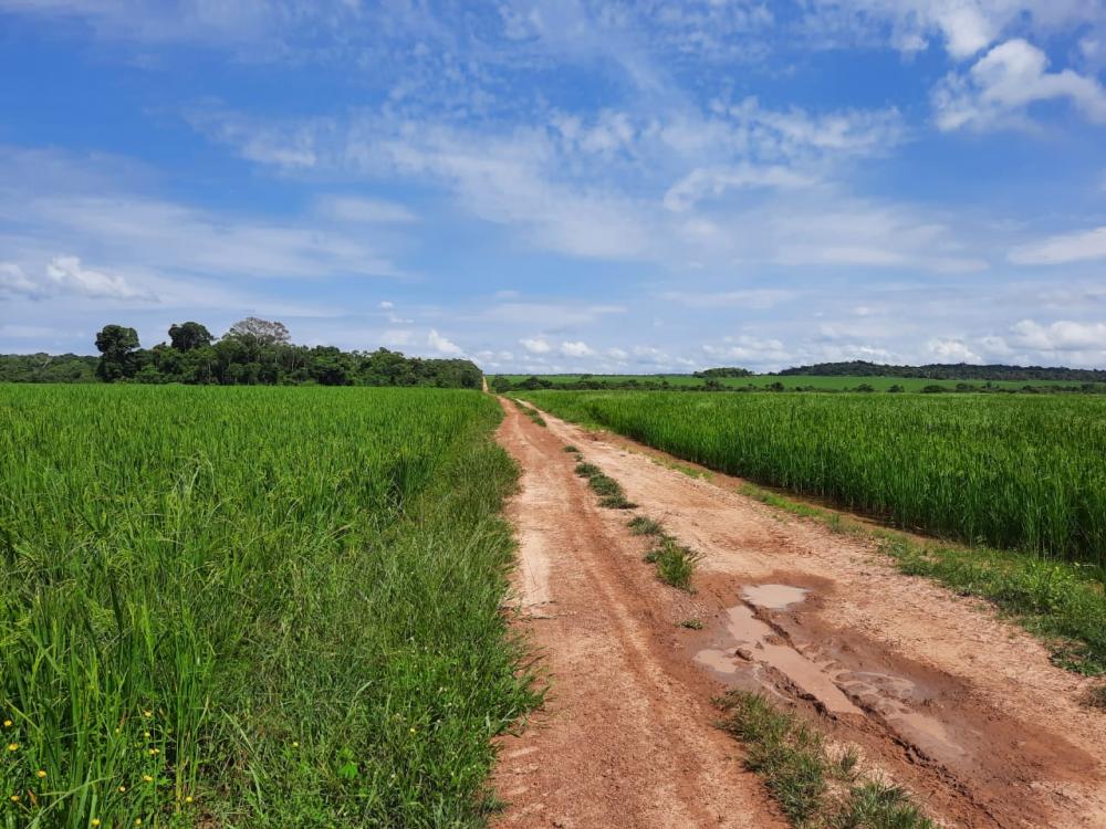 Fazenda - Venda