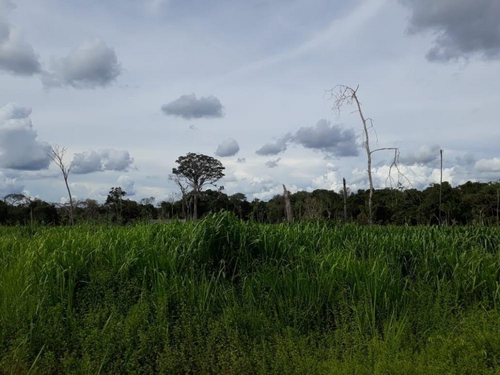 Fazenda - Venda