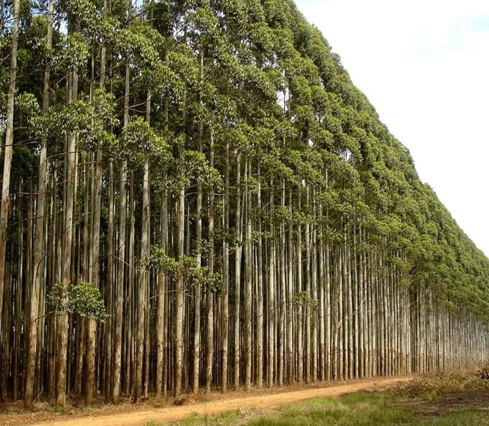 Fazenda - Venda
