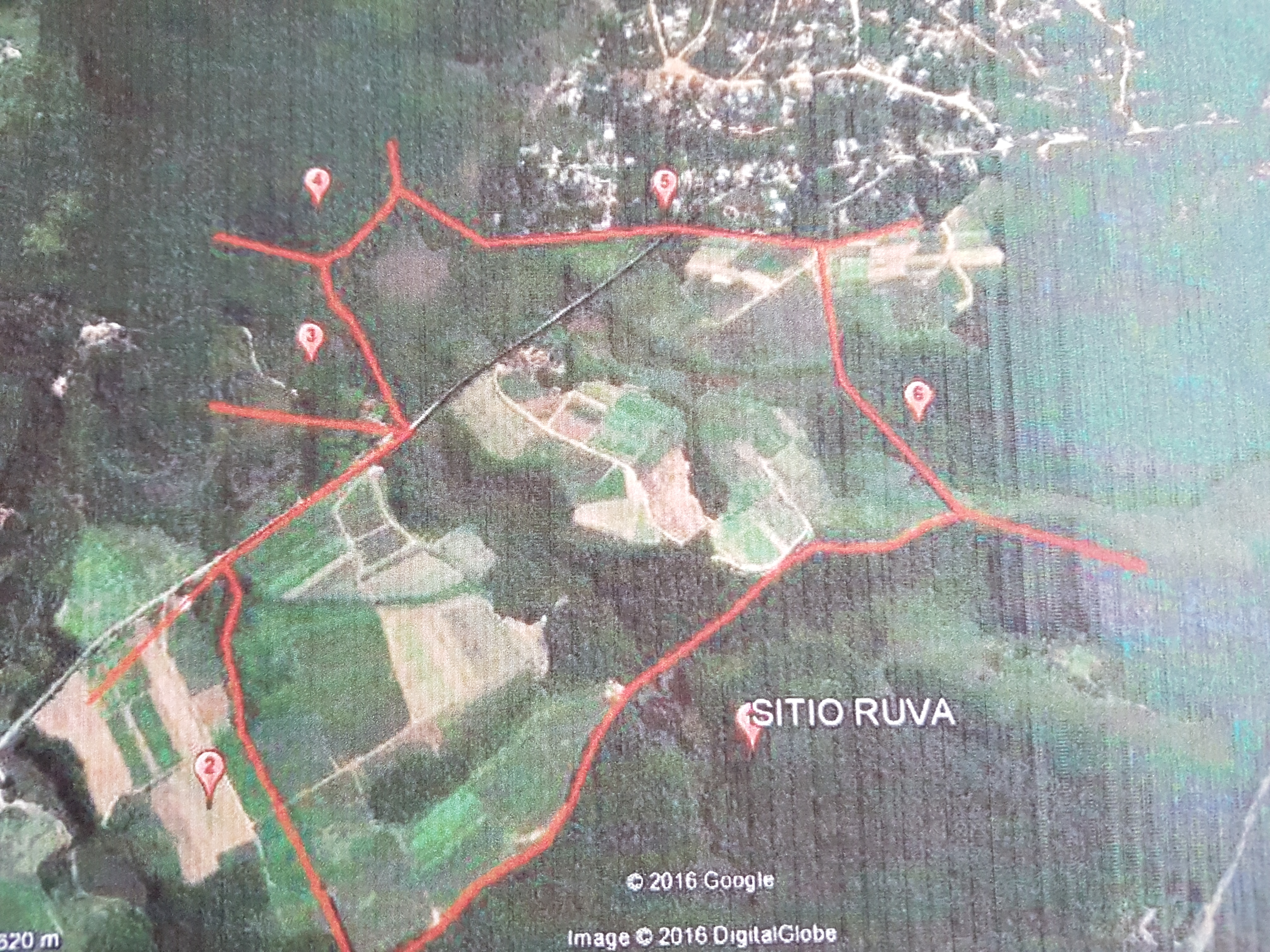 Ârea para reposição ou compensação ambiental/para Clube/Plantação de vegetação exótica