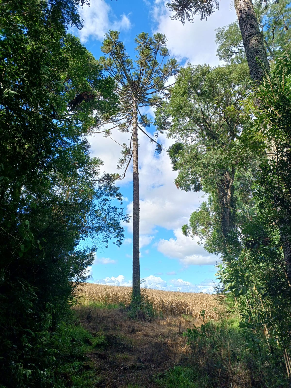 ÁREA RURAL EM ERECHIM/RS