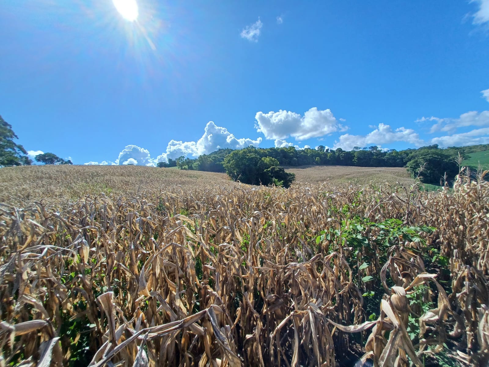 Áreas de Terra & Lotes - Venda, Erechim, RS