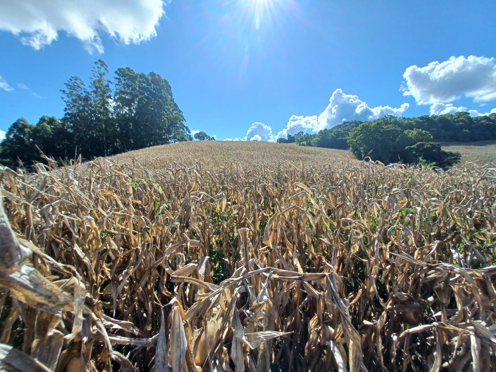 ÁREA RURAL EM ERECHIM/RS