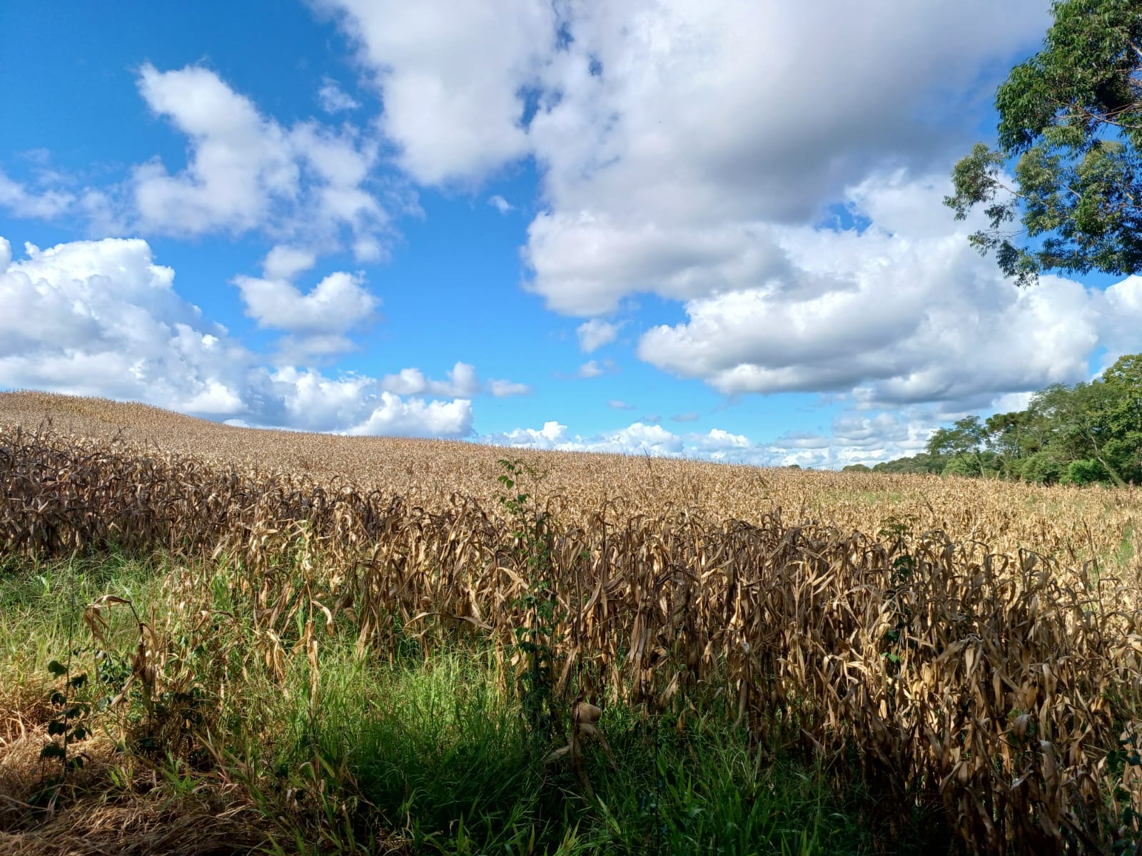 ÁREA RURAL EM ERECHIM/RS