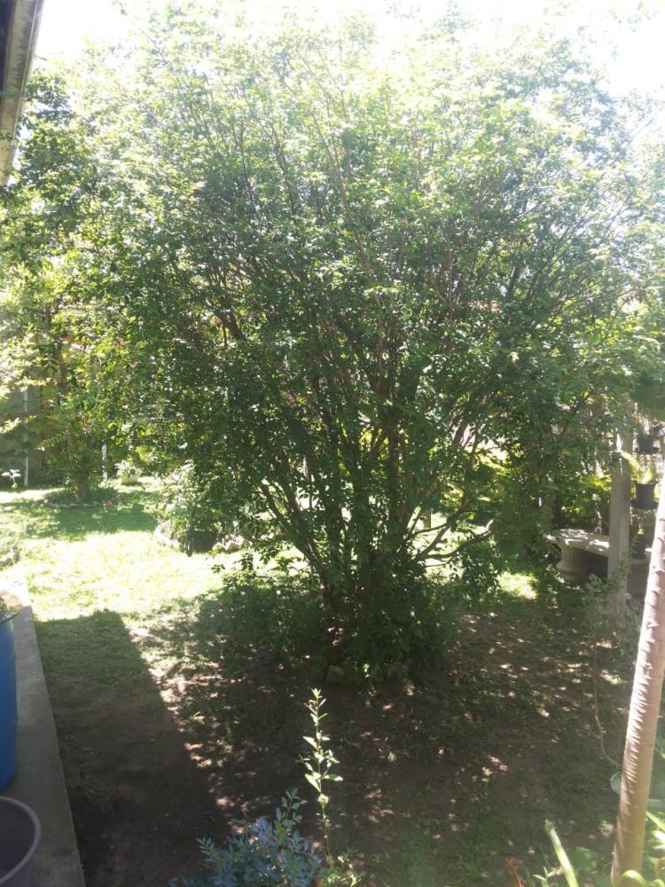 Casa - Venda, Centro, Pindamonhangaba, SP