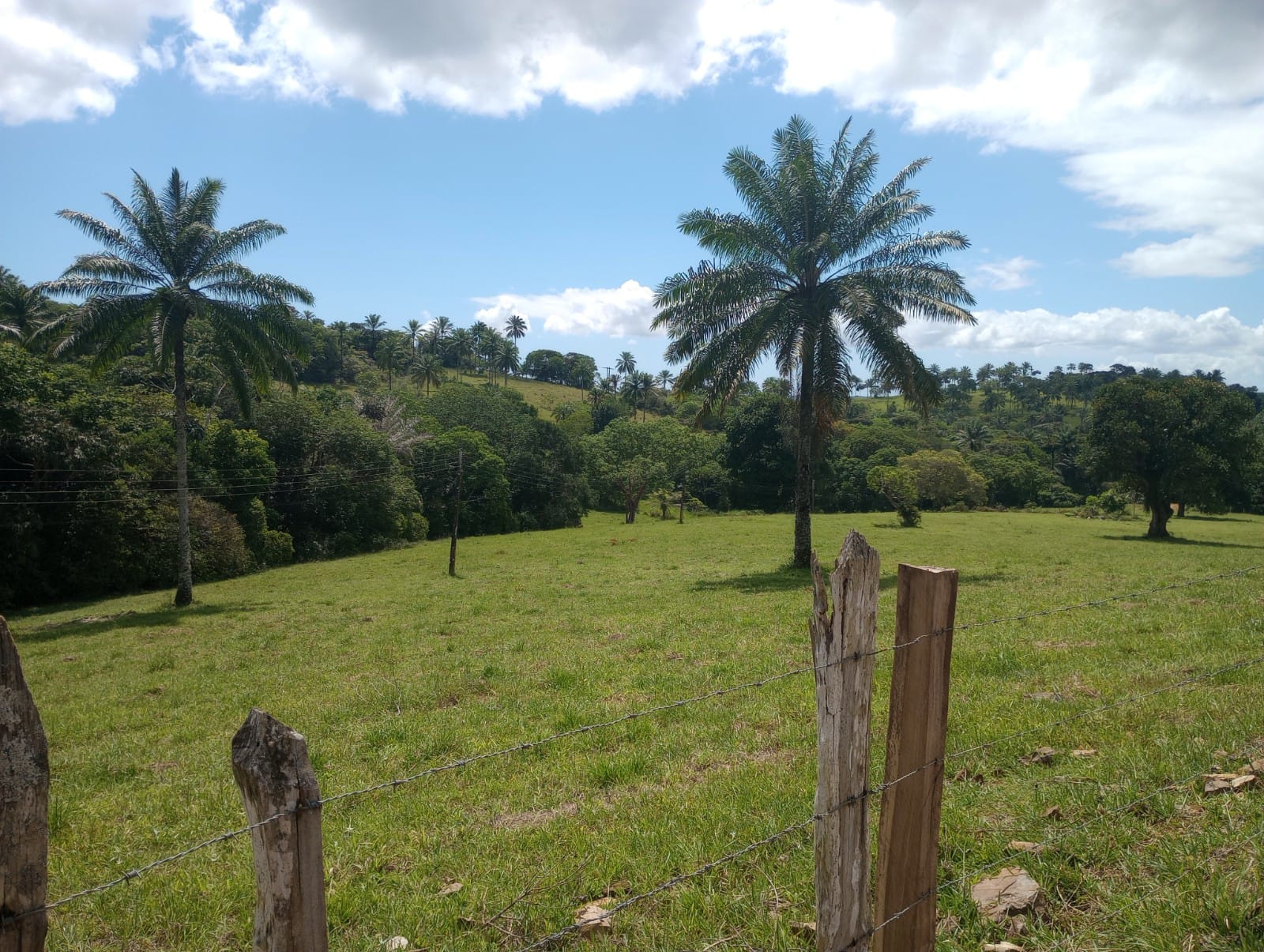 Fazenda - Venda