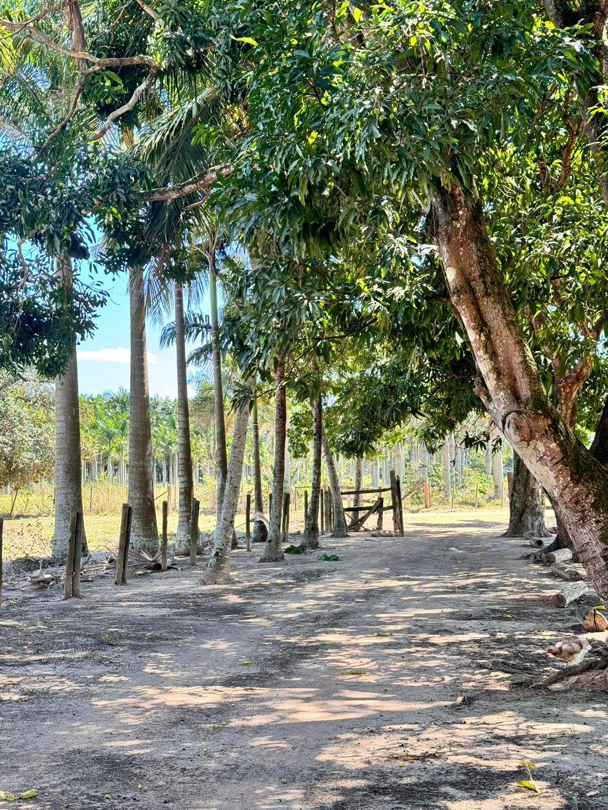 Fazenda em Xuri com 22 Alqueires