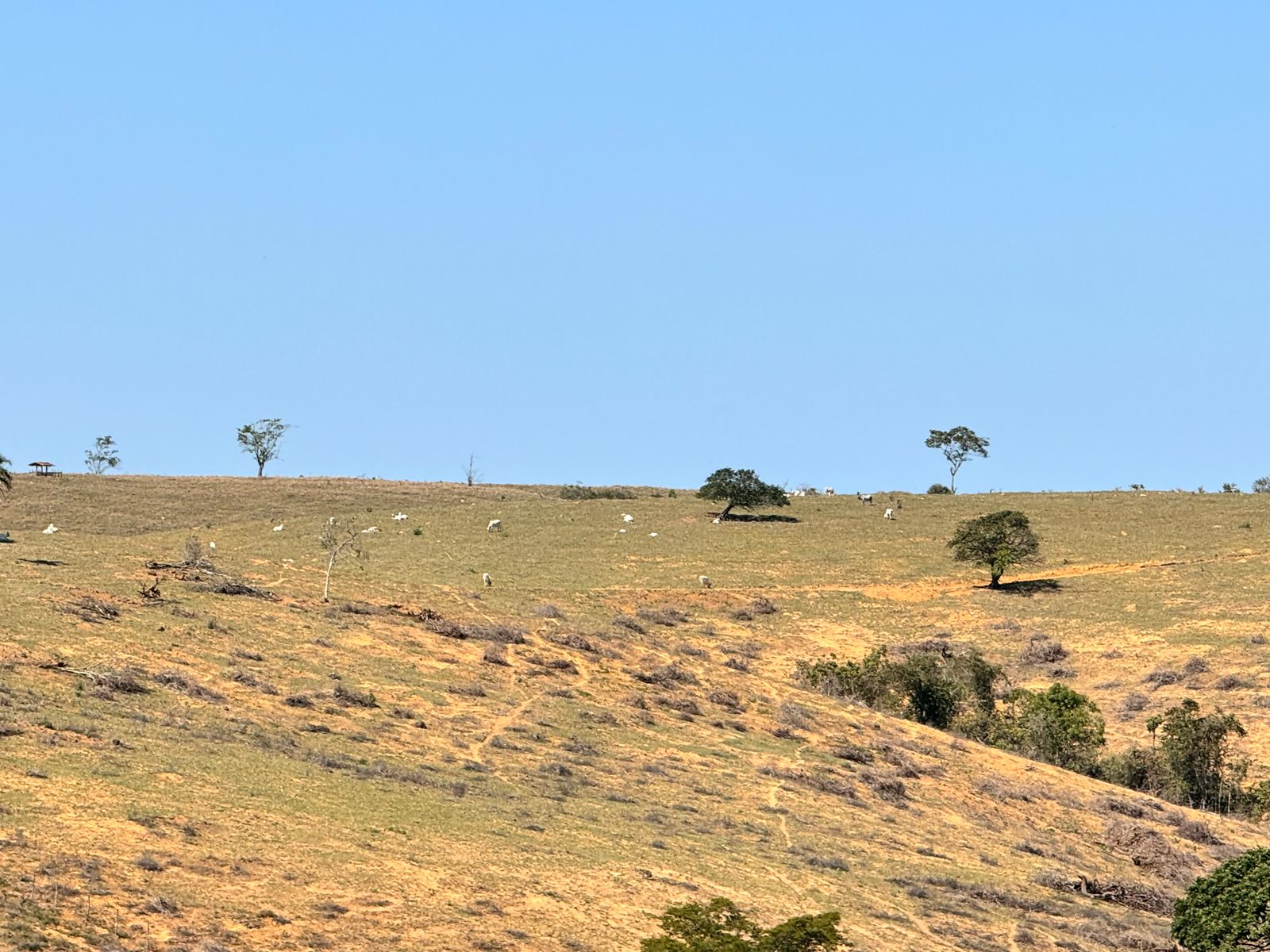 Fazenda em Xuri com 22 Alqueires
