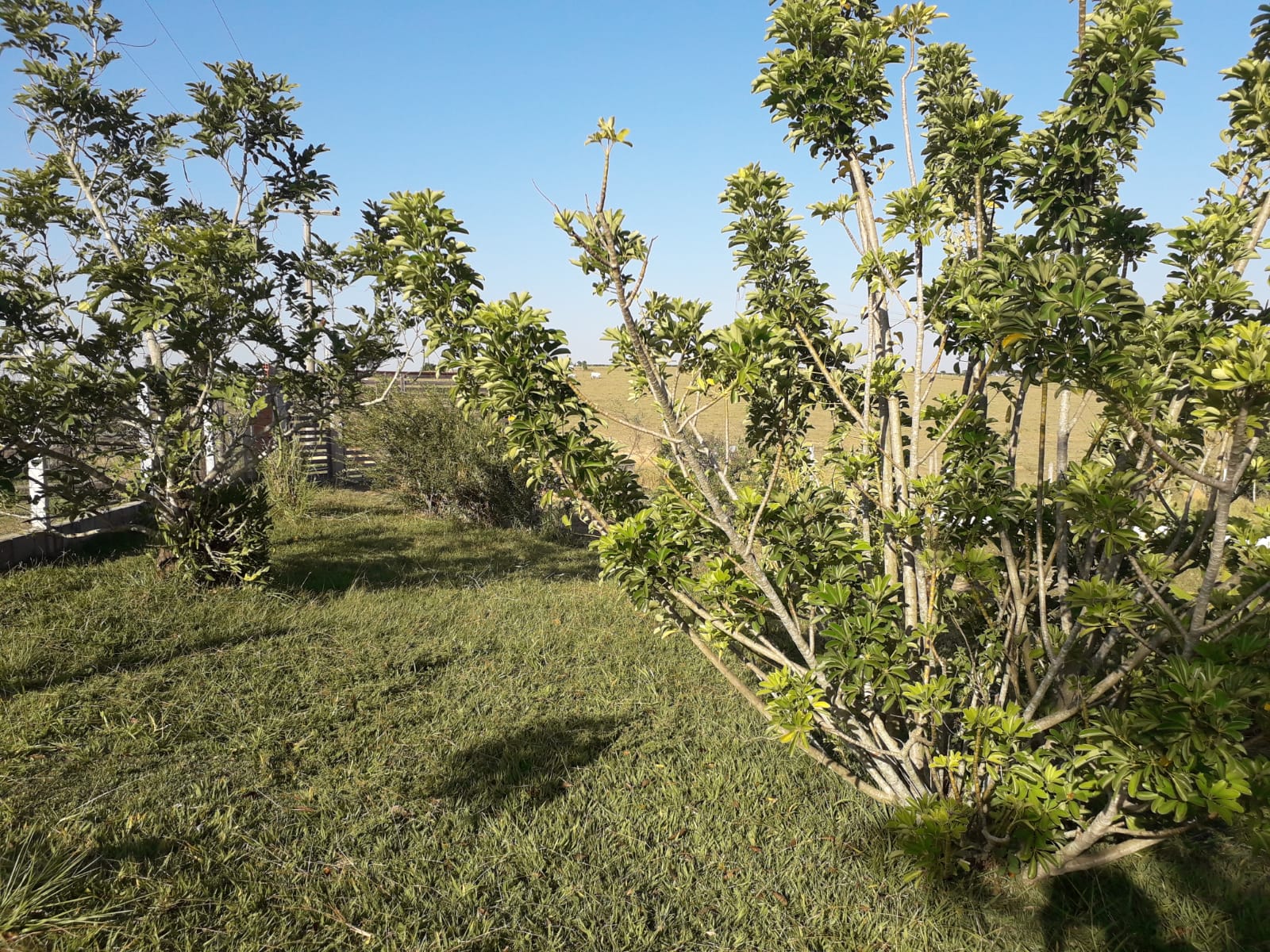 SITIO EM ARAÇOIABA - VENDA